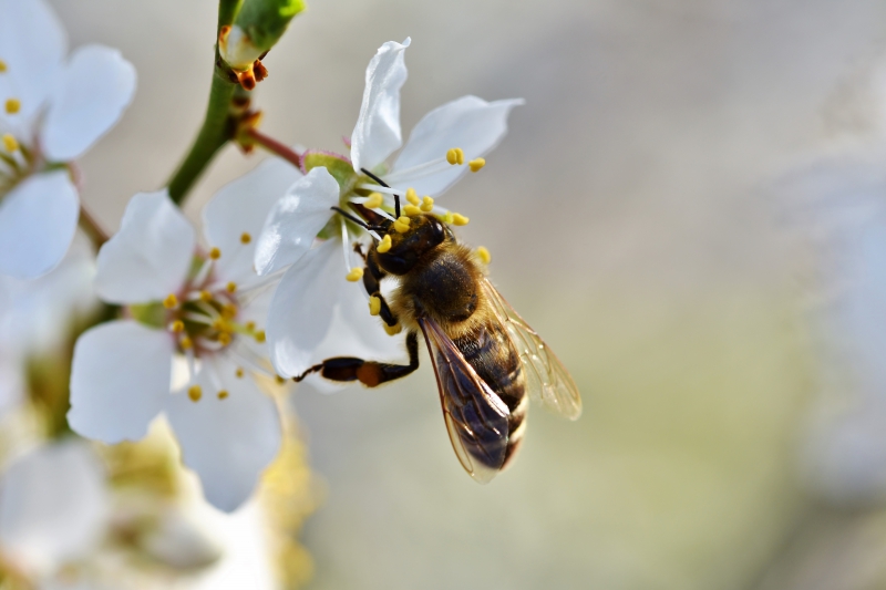 jardinerie-LA BRIGUE-min_bee-4092986